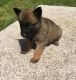 Belgian Griffon Puppies for sale in Bel Air, Los Angeles, CA, USA. price: NA