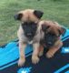 Belgian Griffon Puppies for sale in North Las Vegas, NV, USA. price: NA