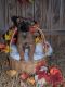 Belgian Griffon Puppies