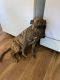 Belgian Griffon Puppies for sale in Inkster, MI 48141, USA. price: NA