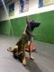 Belgian Shepherd Puppies for sale in Fort Lauderdale, FL, USA. price: NA