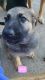 Belgian Shepherd Puppies for sale in Alvin, TX 77511, USA. price: $1,000
