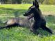 Belgian Shepherd Puppies for sale in Portland, OR, USA. price: $4,500