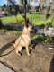 Belgian Shepherd Puppies for sale in Orange County, CA, USA. price: $500