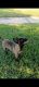 Belgian Shepherd Puppies for sale in Houston, TX 77038, USA. price: $1,000