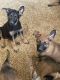 Belgian Shepherd Puppies for sale in Jurupa Valley, CA, USA. price: $200
