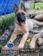 Belgian Shepherd Puppies for sale in Decatur, MI 49045, USA. price: $1,000