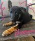 Belgian Shepherd Puppies for sale in Georgetown, TX, USA. price: $300