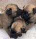 Belgian Shepherd Puppies for sale in Buckeye, Arizona. price: $400