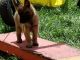 Belgian Shepherd Puppies for sale in Crestwood, KY 40014, USA. price: NA