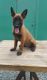 Belgian Shepherd Puppies for sale in Georgetown, KY 40324, USA. price: NA