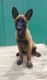 Belgian Shepherd Puppies for sale in Orlando, FL, USA. price: $650