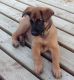 Belgian Shepherd Puppies for sale in Orlando, FL, USA. price: $650