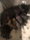 Belgian Shepherd Puppies for sale in Vacaville, CA, USA. price: NA