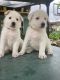 Belgian Shepherd Puppies for sale in Homestead, FL, USA. price: $1,500