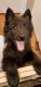 Belgian Shepherd Dog (Groenendael) Puppies for sale in Fort Collins, CO 80525, USA. price: NA
