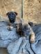 Belgian Shepherd Dog (Laekenois) Puppies for sale in Little Rock, Arkansas. price: $500