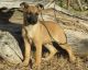 Belgian Shepherd Dog (Laekenois) Puppies for sale in Overland Park, KS, USA. price: $300