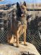 Belgian Shepherd Dog (Malinois) Puppies for sale in Pittsburg, CA 94565, USA. price: $700