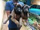 Belgian Shepherd Dog (Malinois) Puppies for sale in Hebbal, Bengaluru, Karnataka, India. price: 35000 INR