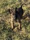 Belgian Shepherd Dog (Malinois) Puppies for sale in Watertown, TN 37184, USA. price: $1,200