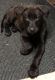 Belgian Shepherd Dog (Malinois) Puppies for sale in Millington, TN 38053, USA. price: $500