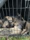 Belgian Shepherd Dog (Malinois) Puppies for sale in Huntsville, TX 77320, USA. price: $120