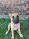 Belgian Shepherd Dog (Malinois) Puppies for sale in OLD RVR-WNFRE, TX 77523, USA. price: NA