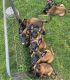 Belgian Shepherd Dog (Malinois) Puppies for sale in Carolina Township, NC, USA. price: $700