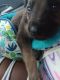 Belgian Shepherd Dog (Malinois) Puppies for sale in Los Angeles, CA, USA. price: $1,200