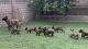 Belgian Shepherd Dog (Malinois) Puppies for sale in Lake View Terrace, CA 91342, USA. price: $999