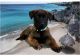 Belgian Shepherd Dog (Malinois) Puppies for sale in Lake View Terrace, CA 91342, USA. price: $1,000