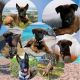 Belgian Shepherd Dog (Malinois) Puppies for sale in Lake View Terrace, CA 91342, USA. price: $850