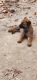 Belgian Shepherd Dog (Malinois) Puppies for sale in Holladay, TN 38341, USA. price: $1,500