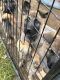 Belgian Shepherd Dog (Malinois) Puppies for sale in Oak Hills, CA 92344, USA. price: $375