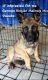 Belgian Shepherd Dog (Malinois) Puppies for sale in Oak Hills, CA 92344, USA. price: $250