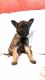 Belgian Shepherd Dog (Malinois) Puppies for sale in Bakersfield, California. price: $400