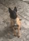 Belgian Shepherd Dog (Malinois) Puppies for sale in Elk Grove, California. price: $550