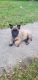 Belgian Shepherd Dog (Malinois) Puppies for sale in Chattanooga Valley, GA, USA. price: NA
