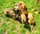 Belgian Shepherd Dog (Malinois) Puppies for sale in Spanaway, WA, USA. price: NA