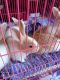 Belgian Silver rabbit Rabbits for sale in Gora Bazar, Rajbari, North Dumdum, Kolkata, West Bengal 700028, India. price: 180 INR