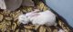 Belgian Silver rabbit Rabbits for sale in Gora Bazar, Rajbari, North Dumdum, Kolkata, West Bengal 700028, India. price: 200 INR
