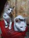 Bengal Cats for sale in Saket Nagar, Habib Ganj, Bhopal, Madhya Pradesh, India. price: 6000 INR