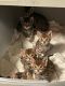 Bengal Cats for sale in Boise, ID, USA. price: $1,300