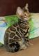 Bengal kittens for Rehoming