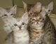 Bengal Cats for sale in Chicago, IL 60614, USA. price: $699
