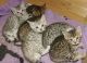AZFH Bengal kittens