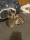 Bengal Cats for sale in Worcester, MA, USA. price: $1,500