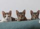Bengal Cats for sale in Outram Lines, Mukherjee Nagar, Delhi, 110009, India. price: NA