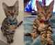 2 new Bengal Kittens need home